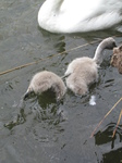 SX26900 Cygnet drowning itself.jpg